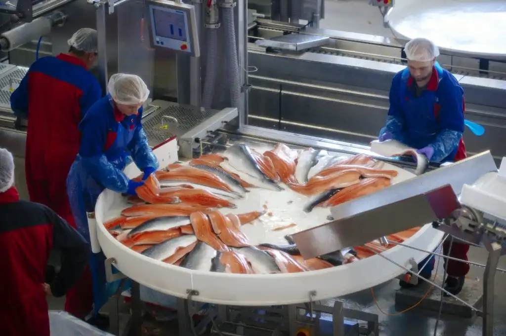 قیمت خط تولید بسته بندی ماهی