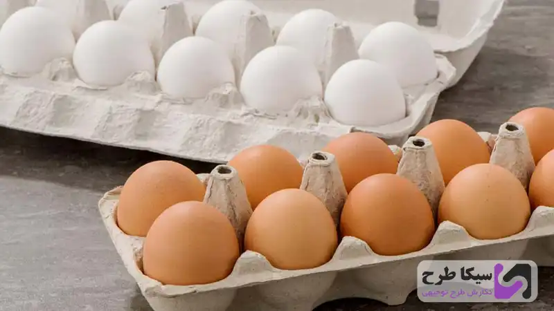 طرح توجیهی بسته بندی تخم مرغ { جهت اخذ مجوز و تسهیلات بانکی}